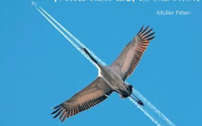 Sokszor hallom mostanában