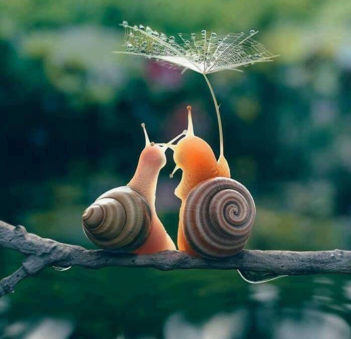 Könnyebb egy párkapcsolatot életben tartani, mint egy növényt.