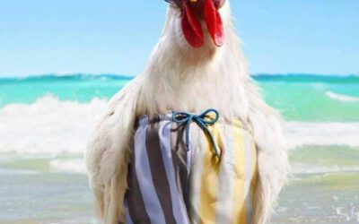 Szerelem csodája vagy túlélő üzemmód?